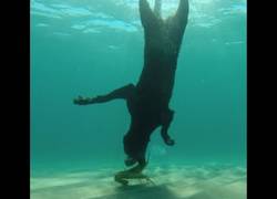 Enlace a Este chico enseña a su perro a pescar langostas buceando bajo el mar