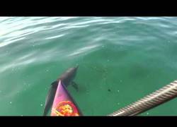 Enlace a No hay nada mejor que unos bebés de delfines te acompañen en tu viaje por el mar