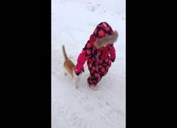 Enlace a Cuando un gato te pide caricias dáselas o te pasará esto