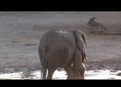 Enlace a Te vas a enamorar de este bebé de elefante. No puede quiere abandonar su charco