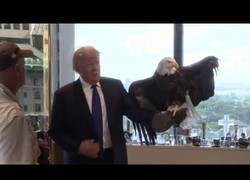 Enlace a Este águila atacó a Donald Trump durante una sesión de fotos