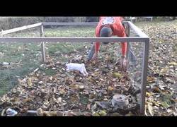 Enlace a Este conejo se divierte al jugar con hojas secas. Se lo pasa en grande