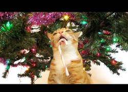 Enlace a Quien tenga un gato sabe que esto es tradición en Navidad