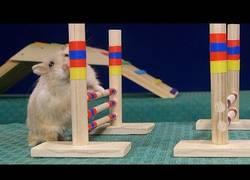 Enlace a Espectacular recorrido de salto de valla para Hamsters y más habilidades