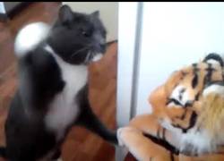 Enlace a Este gato enseña a este tigre quién manda en la casa