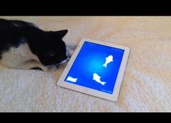 Enlace a Este gato tiene ganas de cazar a unos peces... del juego de la tablet