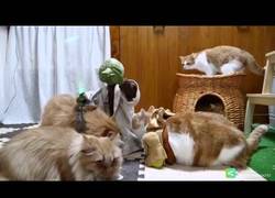 Enlace a Gatos estar alucinanados de clase por Jedi de