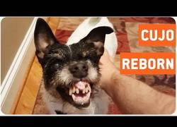 Enlace a La cara de este perro te va a dar muchísimo miedo