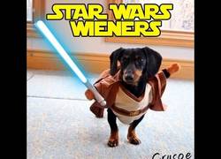 Enlace a Cuando tus perros se ven envueltos en una batalla al puro estilo Star Wars