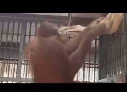 Enlace a Este orangután se fabrica una hamaca para estar más cómodo que nadie
