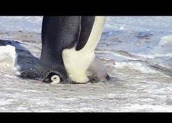 Enlace a El problema de este pingüino al ser demasiado grande :(