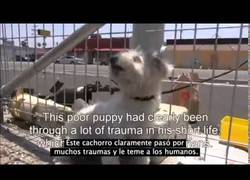 Enlace a El rescate de un perro abandonado con un grandísimo final