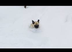 Enlace a ¿Alguna vez habéis visto unos animales disfrutar más la nieve que estos perritos?