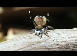 Enlace a La increíble e hipnotizante danza de esta araña