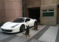 Enlace a Perros entrenados para la defensa. Y mi perro ni siquiera gira la cabeza cuando le llamo...