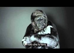 Enlace a Este gorila tiene un mensaje para los humanos que te hará reflexionar