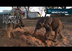 Enlace a La bonita relación entre este bebé de elefante y un pastor alemán