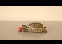 Enlace a Lo último que hizo Alan Rickman antes de morir es poner voz a este vídeo