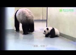 Enlace a Este panda lleva a su bebé a dormir. Te darán ganas de abrazarlos. A los dos