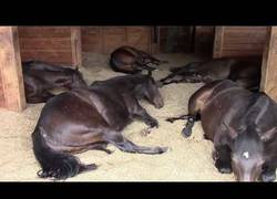 Enlace a Ella chica se encuentra con 7 caballos durmiendo en el establo. ¡Pero al prender la cámara... ¡UY!