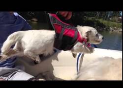 Enlace a Este perrito siente la necesidad de correr, o volar en esta lancha en marcha