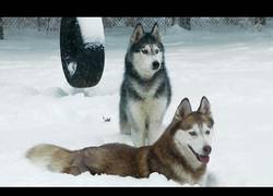 Enlace a ¿Cuál es uno de los momentos más felices de un husky siberiano? ¡ESTE!