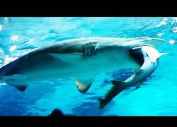 Enlace a ¡Tremendo! Un tiburón hembra SE COME a un tiburón macho en un acuario