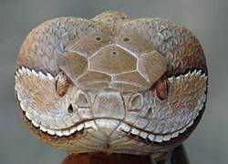 Enlace a Este hombre hace un bastón demasiado alucinante