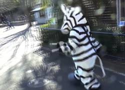 Enlace a Estos japoneses hacen un simulacro de emergencia por si se les escapa una cebra