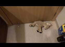 Enlace a Oh no... esta puerta se está comiendo a este pobre peluche. ¿Qué pasa aquí?