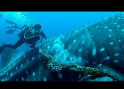 Enlace a Este buceador libera a un tiburón ballena de una cuerda que tenía alrededor de las aletas