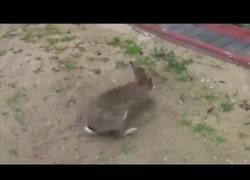 Enlace a El secreto de la madriguera del conejo