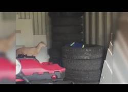 Enlace a Esta pobre ovejita se lanza sobre unas ruedas apiladas y ya no tiene escapatoria...