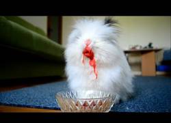 Enlace a Este conejo comiendo cerezas es lo más terrorífico que he visto últimamente