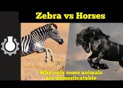 Enlace a ¿Por qué domesticamos a los caballos pero no a las cebras? Muy interesante