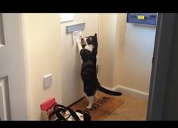 Enlace a Los gatos y su manía de hacer esto cuando llega el correo a casa...