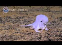 Enlace a Descubren a pequeño pulpo que se parece a un fantasma