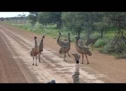 Enlace a Una táctica infalible para atraer emus
