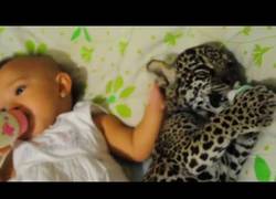 Enlace a Esto es lo más adorable que vas a ver hoy: Un bebé y otro de jaguar tomando leche juntos