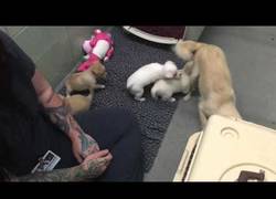 Enlace a Esta perrita se reencuentra con sus cachorros. La felicidad que tiene es enorme