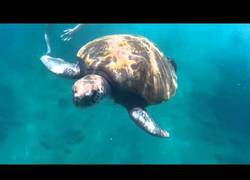 Enlace a Una experiencia única: nadar con una enorme tortuga en Tenerife