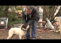 Enlace a Estos perro han estado encadenados toda su vida, no te pierdas sus reacciones cuando son liberados