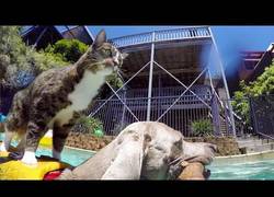Enlace a ¿Perros y gatos se llevan mal? No para que el gato navegue encima del perro