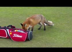 Enlace a Este zorro es muy listo y le roba lo siguiente a una persona en un campo de golf