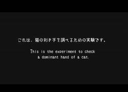 Enlace a ¿Quieres saber si tu gato es zurdo o diestro? ASÍ DE FÁCIL LO PUEDES SABER
