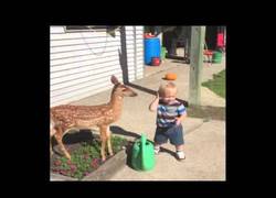 Enlace a Este niño conoce a Bambi pero no deja de comerle la oreja