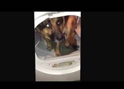 Enlace a Este perro tiene tanto miedo a la hora del baño que se mete aquí para no ir