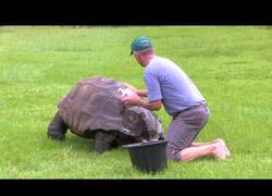Enlace a Esta tortuga llamada Jonathan tiene 184 años y recibe su gran primer baño