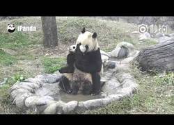 Enlace a A este bebé de panda no le gusta nada bañarse
