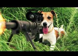 Enlace a Simplemente animales haciendo cosas espectaculares